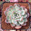 Echeveria 'Peach Candy' 2"-3" Powdery Succulent Plant