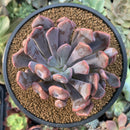 Echeveria 'Cupid' 3" Succulent Plant