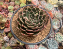 Echeveria Agavoides 'Rudolph' 5" Succulent Plant