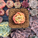 Echeveria 'Monro Chanel' 1/2" Seedling Succulent Plant