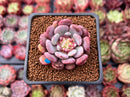 Echeveria 'Juliana Pink' 1"-2" New Hybrid Succulent Plant