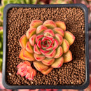 Echeveria Agavoides 'Arcane' 1" Succulent Plant