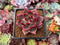 Echeveria Agavoides 'Canvas' 2" Succulent Plant