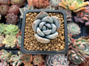 Echeveria 'Ivory' 1" Succulent Plant
