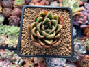 Echeveria Agavoides 'Walshire' 2"-3" Succulent Plant
