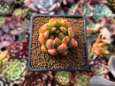 Echeveria Agavoides 'Isley' 1"-2" Succulent Plant