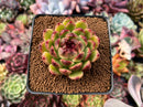 Echeveria Agavoides 'Black Queen' 2"-3" Succulent Plant