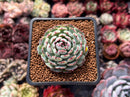 Echeveria 'Dark Minima' 1" Succulent Plant