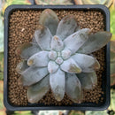Echeveria 'Tolimanesis' 2" Succulent Plant