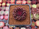 Echeveria 'Rosa Pink' 1"-2" Succulent Plant