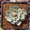 Echeveria 'Strictiflora' 2" Succulent Plant