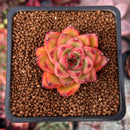 Echeveria sp. 1" Succulent Plant