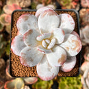 Echeveria Laui 2" Powdery Succulent Plant