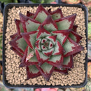 Echeveria Agavoides 'Casio' 4" Succulent Plant