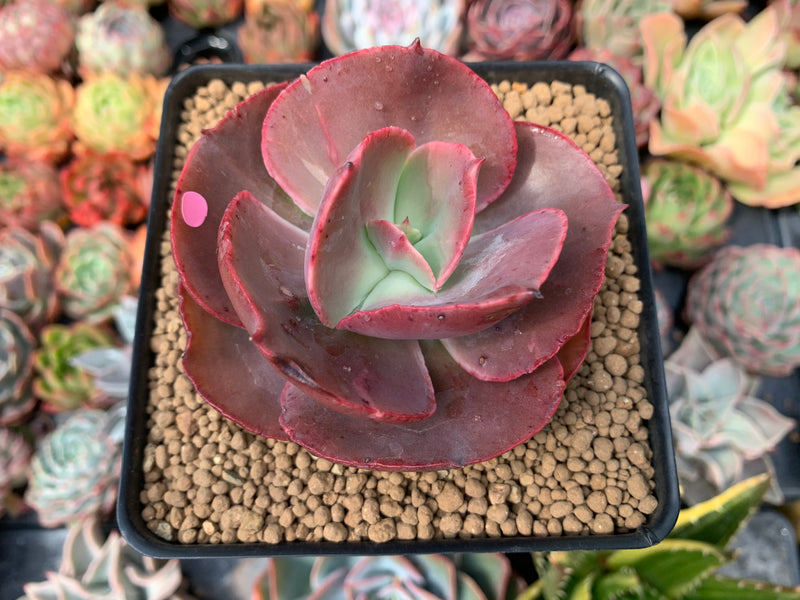 succulent big leaves Echeveria 'Big Red' Hybrid 3" Succulent Plant – True Succulents Plant Co