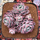 Echeveria 'Mulan' 5" Large Cluster Succulent Plant