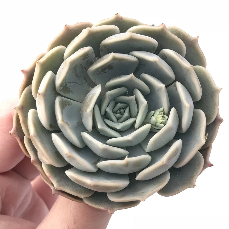 fleur blanc succulent Echeveria Fleur Blanc x Lilacina Hybrid 3” Rare Succulent Plant – True Succulents  Plant Co