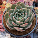 Echeveria 'White Champaign' 4" Succulent Plant