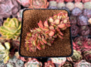 Echeveria Agavoides Crested 2"-3" Succulent Plant