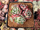 Echeveria 'Nanahukumini' 2" Cluster Succulent Plant