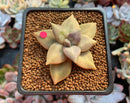 Echeveria 'Xichuensis' 1"-2" Succulent Plant