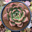 Echeveria 'White Champaign' 4" Succulent Plant