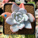 Echeveria 'Ivory' 2" Powdery Succulent Plant