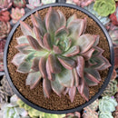 Echeveria 'Baekya' Triple Head 4"-5" Succulent Plant
