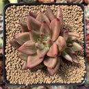 Echeveria Agavoides 'Psyche' 3" Succulent Plant