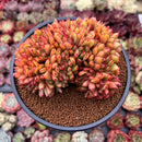 Echeveria Agavoides 'Elkhorn' Crested 5" Succulent Plant