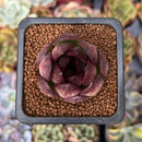 Echeveria 'Black Tiger' 1" Succulent Plant