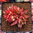 Echeveria Agavoides Crested 3" Succulent Plant