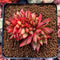 Echeveria Agavoides Crested 3" Succulent Plant