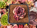 Echeveria 'Violet Cheese' 2" Cluster Succulent Plant