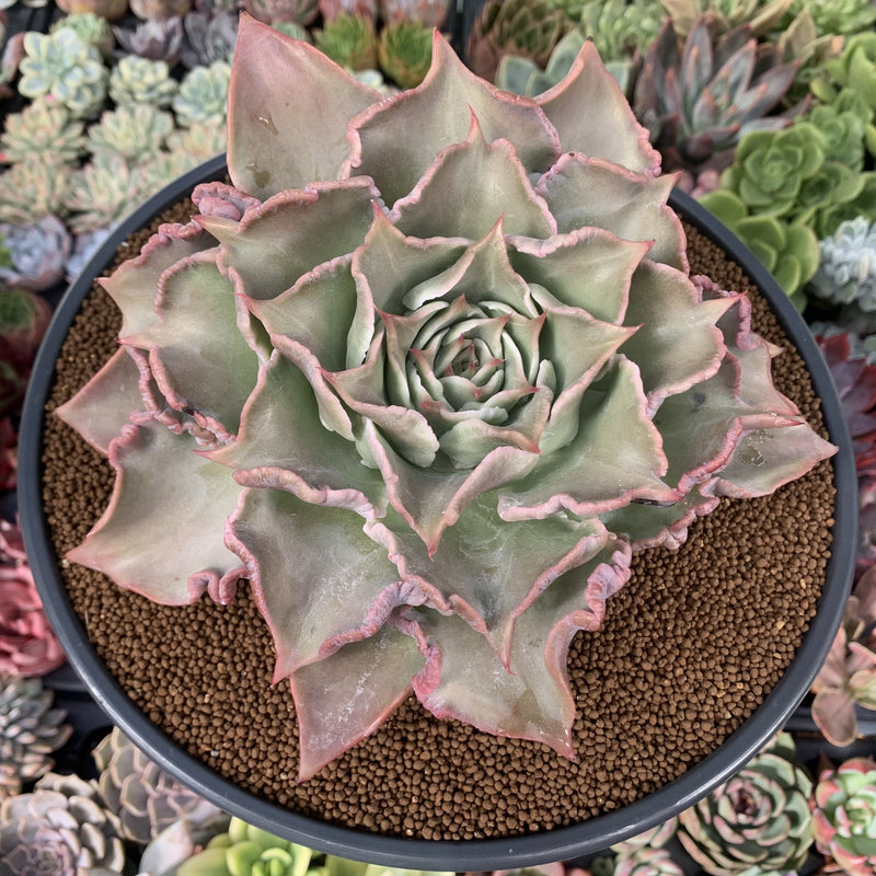 madiba succulent Echeveria 'Madiba' 6" Very Large Specimen Succulent Plant – True Succulents Plant Co