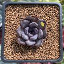 Echeveria 'Black Raccoon' New Hybrid 1" Succulent Plant