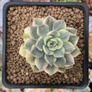 Echeveria 'Tinker Bell' Variegated 2"-3" Succulent Plant