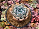 Echeveria 'Ivory' 4" Succulent Plant