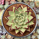 Echeveria Agavoides 'Super Black' 4" Succulent Plant