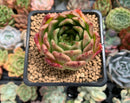 Echeveria Agavoides 'Elizabeth' 2" Succulent Plant