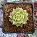 Echeveria 'Tesla' 1" Succulent Plant