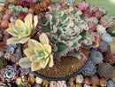 Echeveria 'Japan Moon River' Variegated 8" large Cluster Succulent Plant