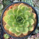 Echeveria 'Starmark' Hybrid 4"-5" Succulent Plant