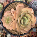 Echeveria 'Drawing' New Hybrid 5" Cluster Succulent Plant
