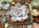 Echeveria 'Laui' 2" Powdery Succulent Plant