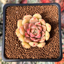 Echeveria 'Russet Plum' 1" (First Generation Seed Grown) Succulent Plant