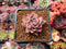 Echeveria 'Arizona' 1"-2" Succulent Plant