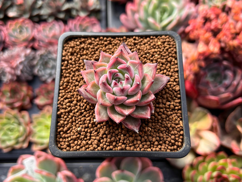 Echeveria 'Arizona' 1