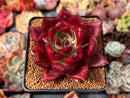 Echeveria Agavoides 'Jessie' 3" Succulent Plant