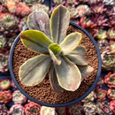 Echeveria 'Fimbriata' Variegated AKA 'Fasciculata' 3" Succulent Plant